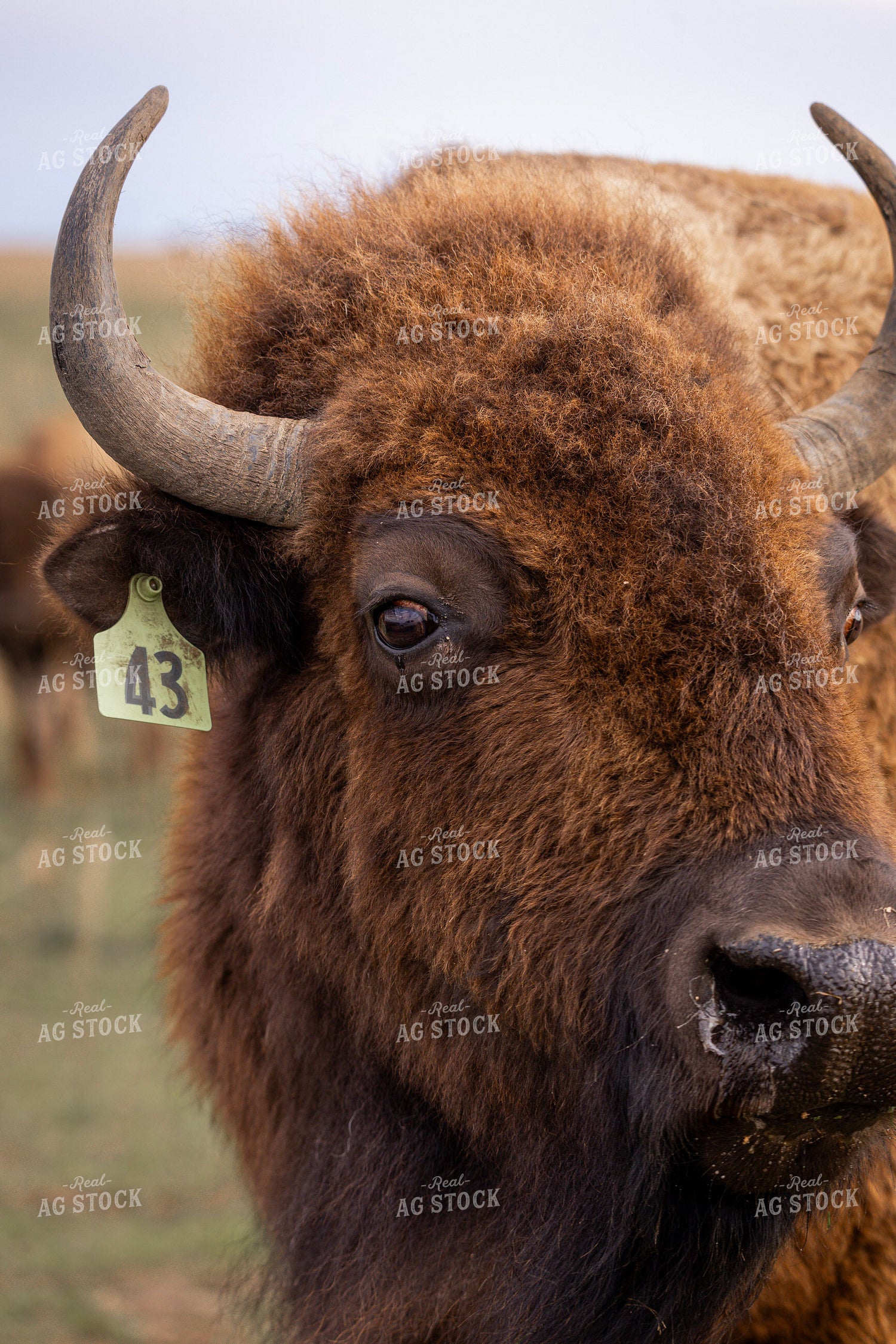 Bison – Real Ag Stock