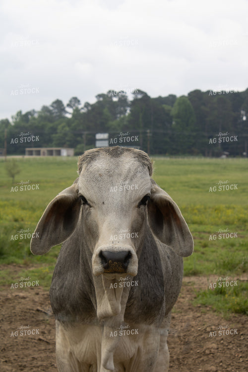 Brahman Cattle 194008