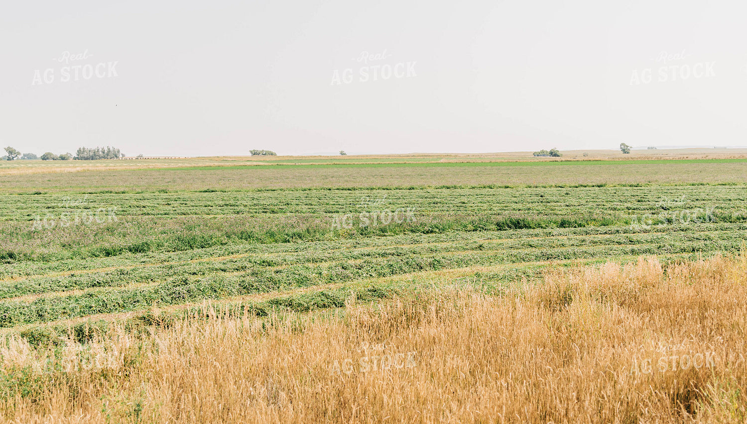 Mowed Hay Field 61069