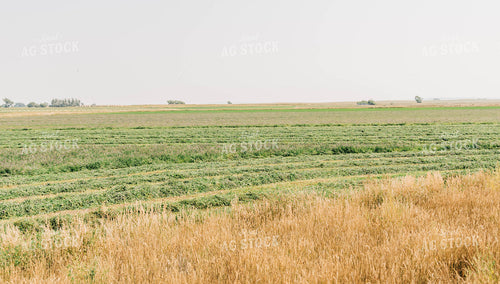 Mowed Hay Field 61069