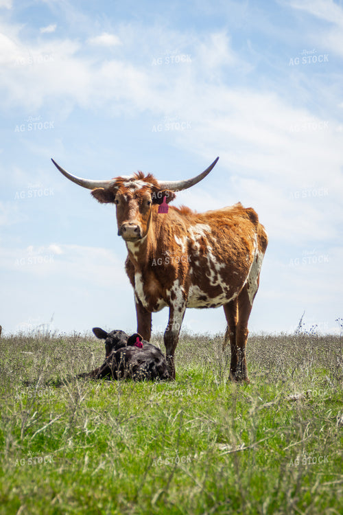 Longhorn Cow Calf Pair 155175