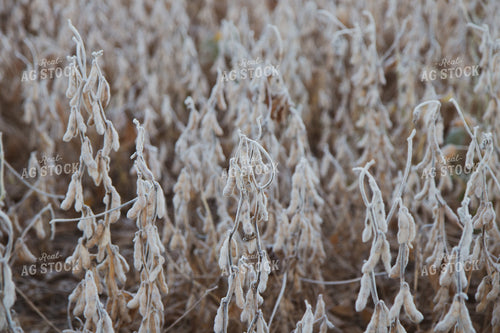 Dried Soybeans 67261