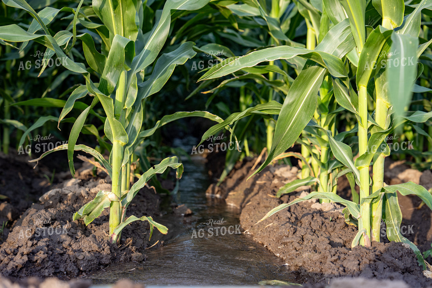 Gated Irrigation in Corn Field Furrows 65871