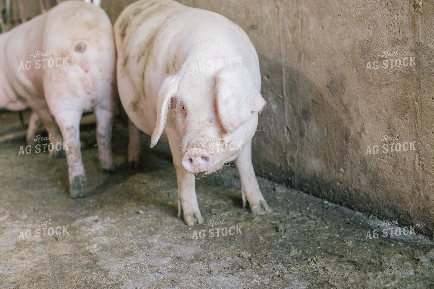 Pig in Pen in Modern Barn 3219