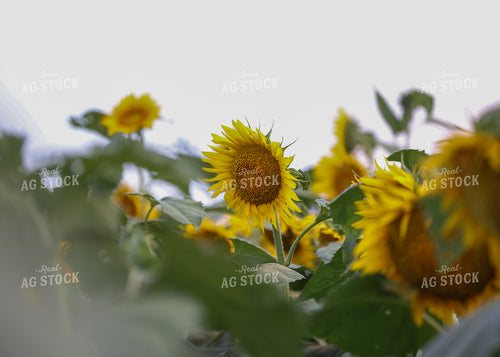 Sunflowers 160176