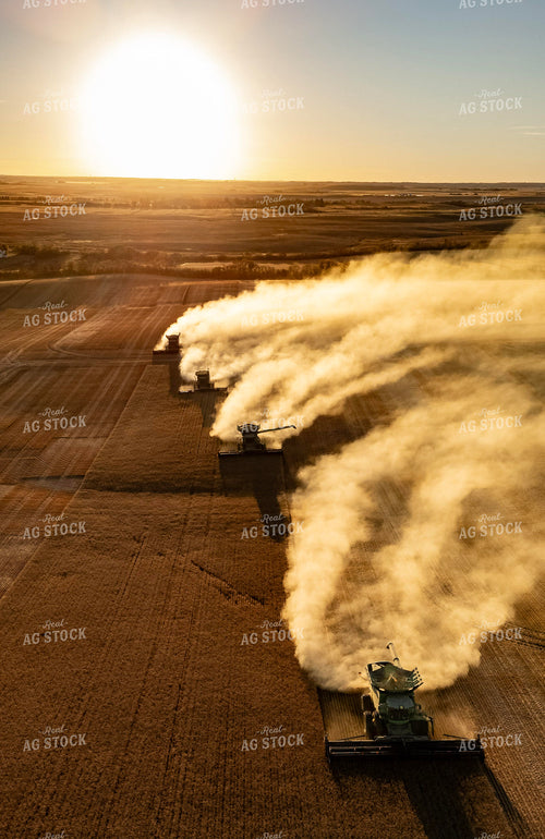 Wheat Harvest 187301