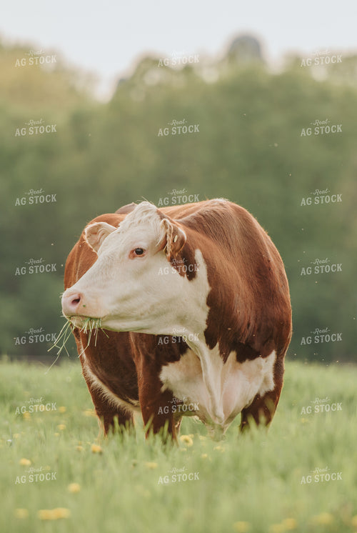 Hereford Cow in Pasture 68096