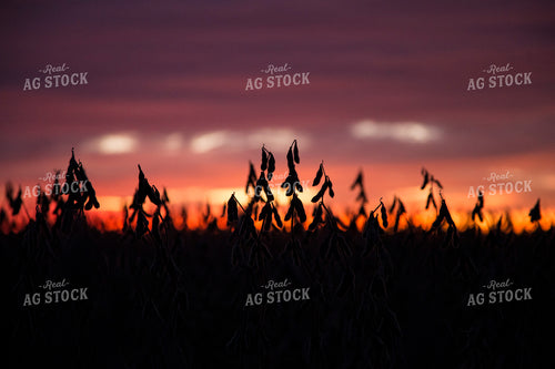 Dried Soybeans in Sunset 93122