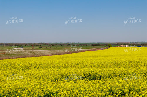 Flowering Canola Field and Cattle in Pasture 60000