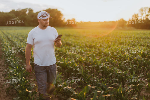 Farmer Looking at Phone in Cornfield 8835
