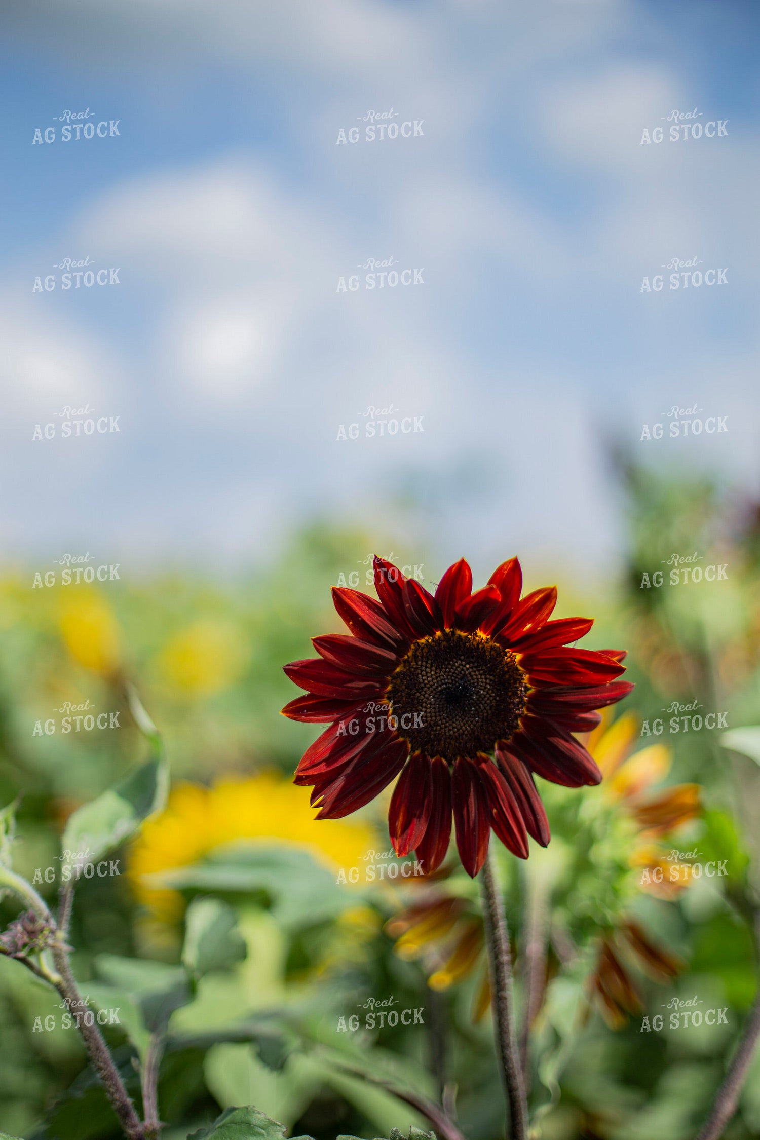 Red Sunflower 93094
