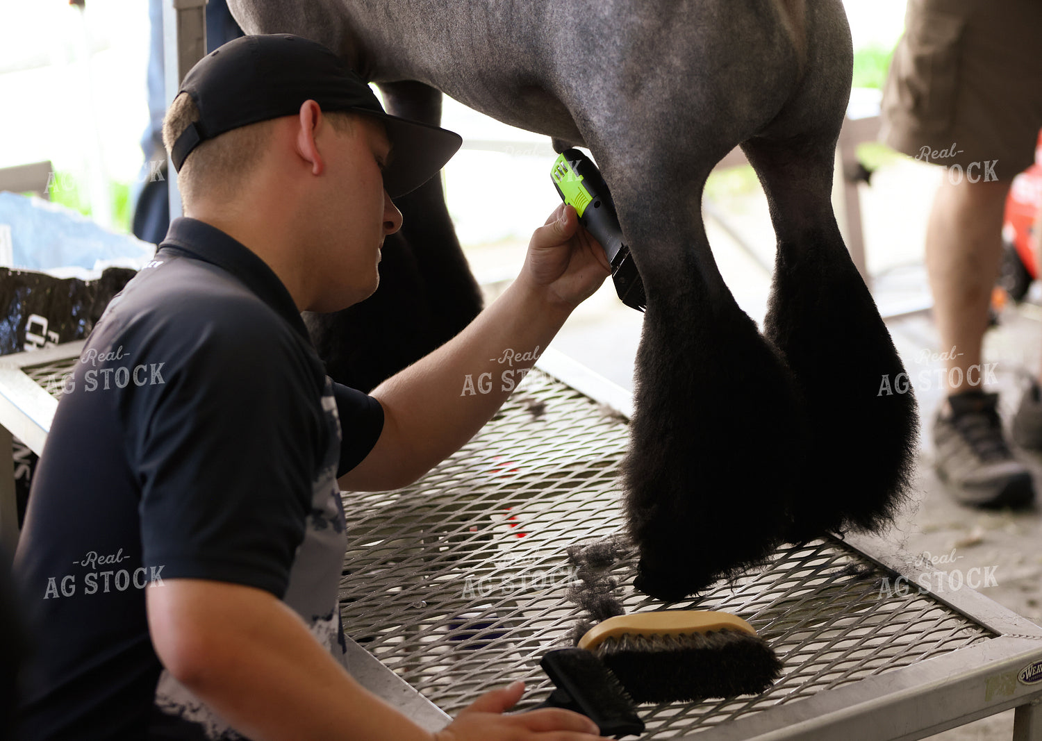 Prepping for Sheep Show 90149