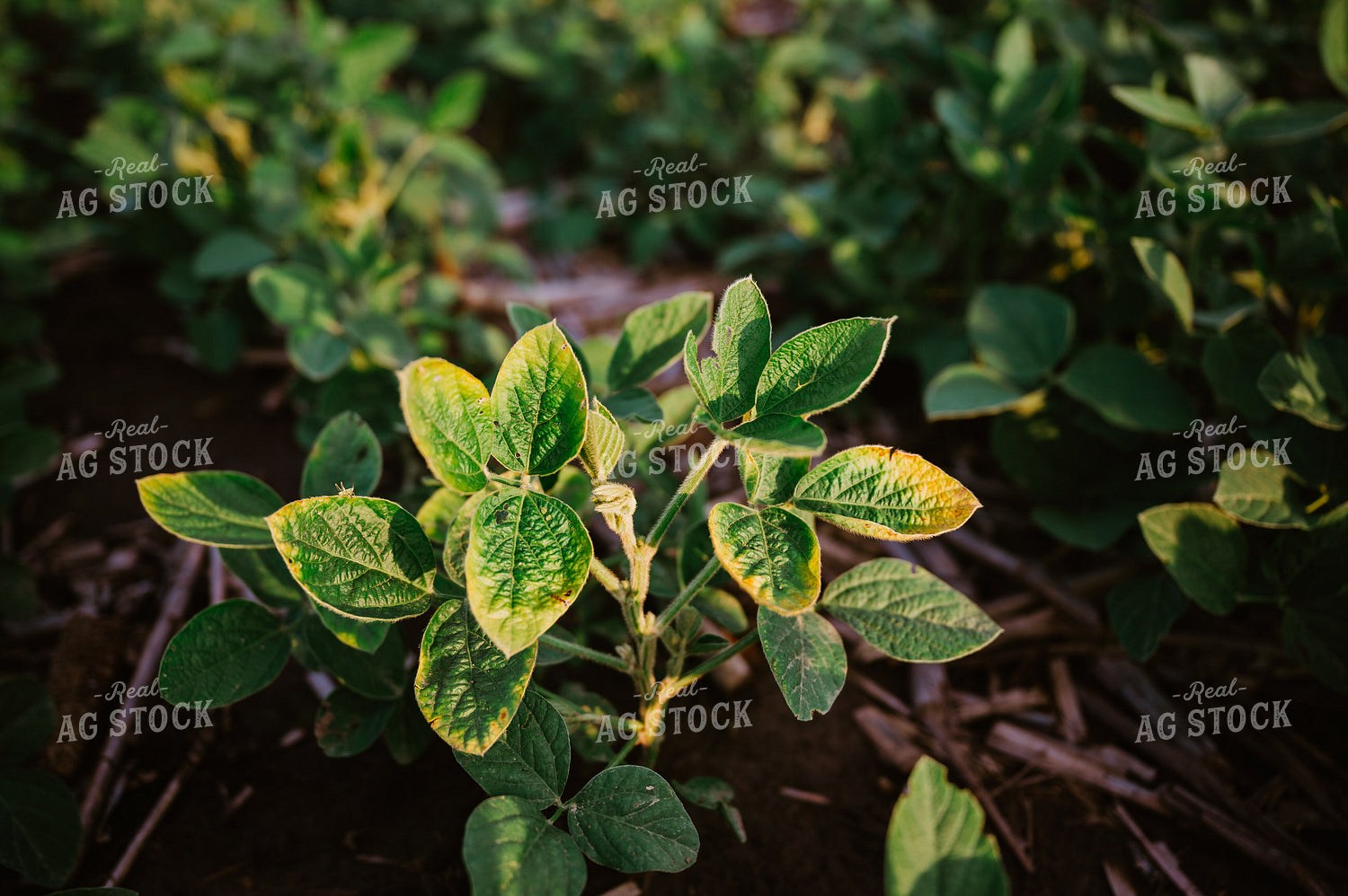 Early Growth Soybeans 125152