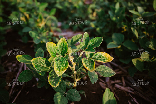 Early Growth Soybeans 125152