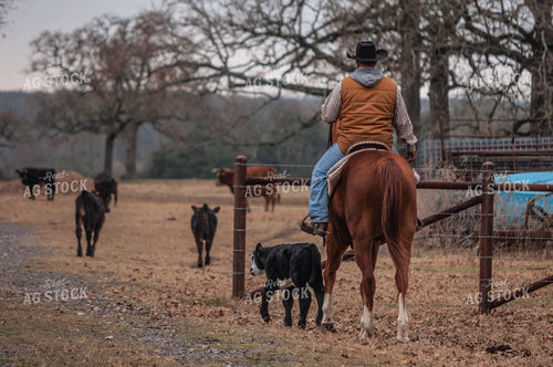 Rancher on Horseback with Calves 59033