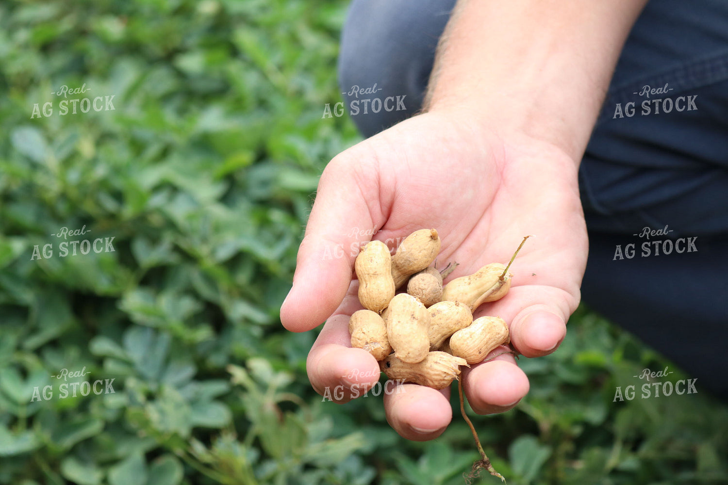 Farmer Holding Peanuts 256018