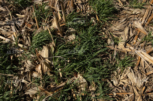 Cover Crops in Corn Stalks 67199