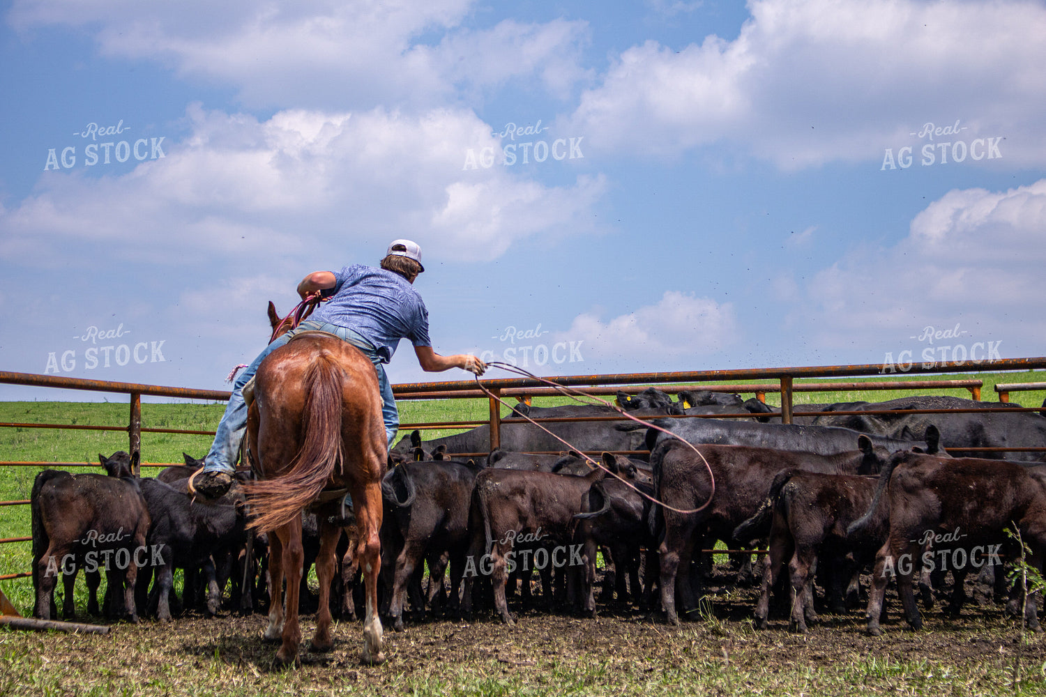 Rancher Roping Cattle 214204