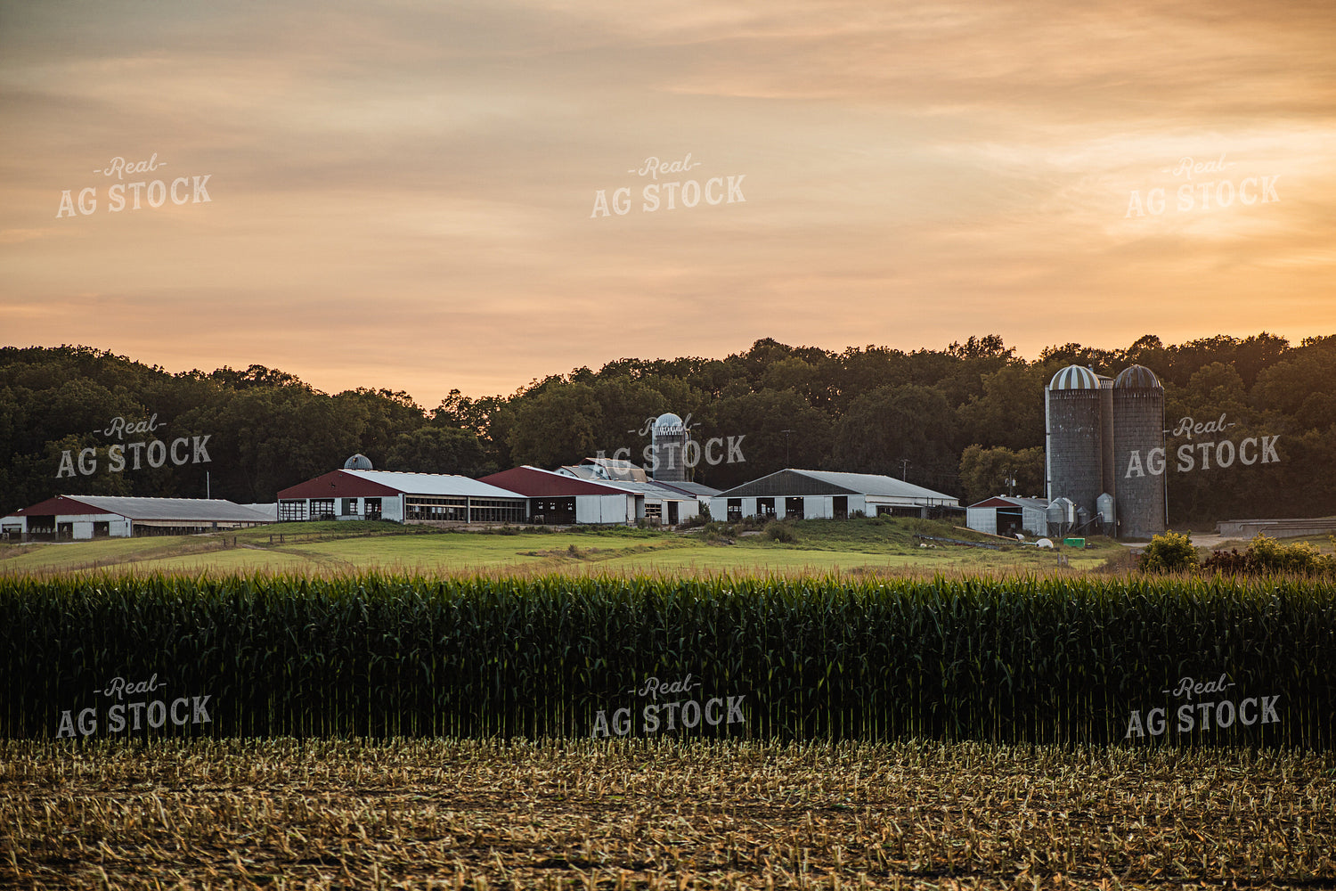 Scenic View of Farm Over Cut Corn Silage FIeld 272002