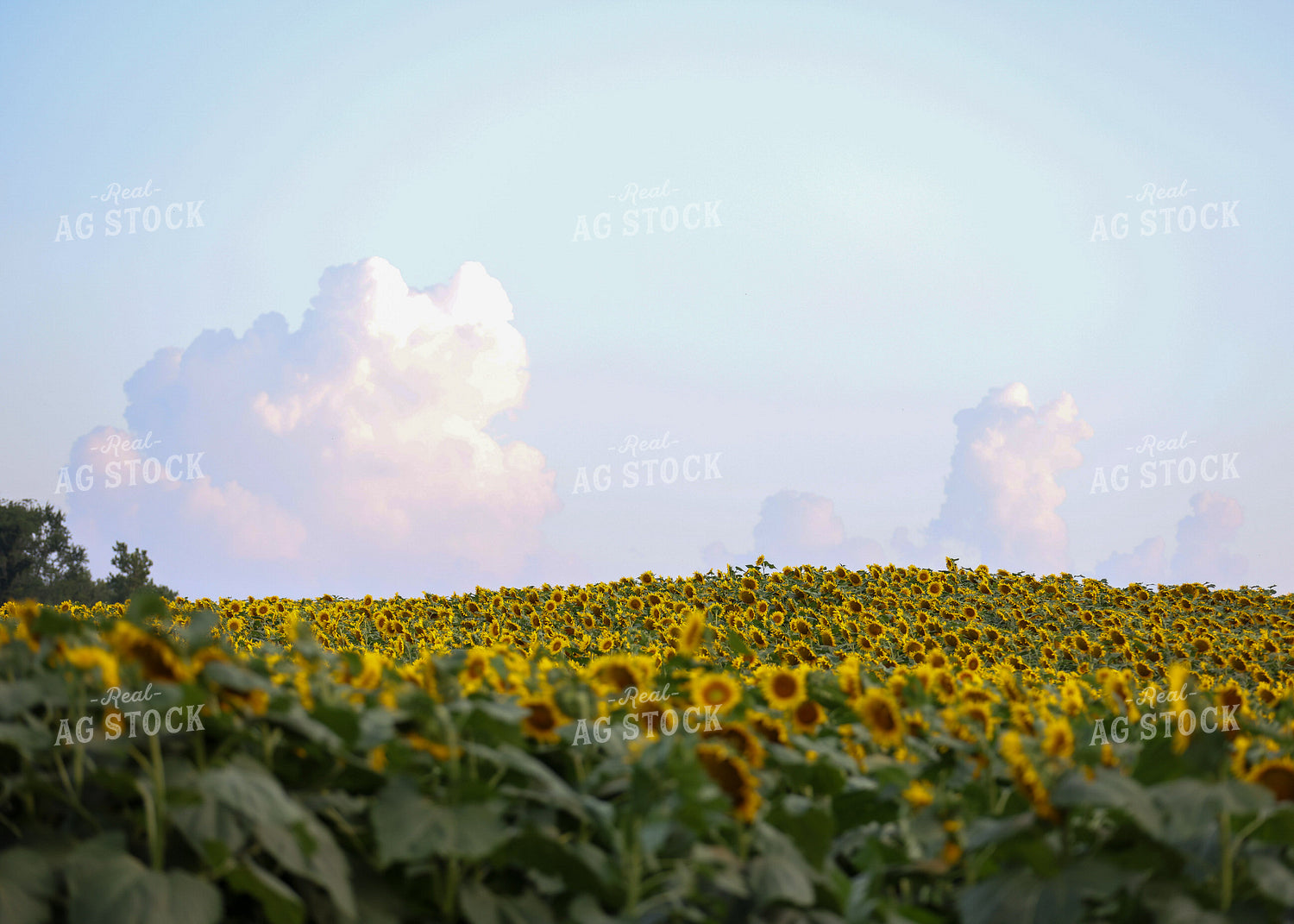 Sunflowers 160168