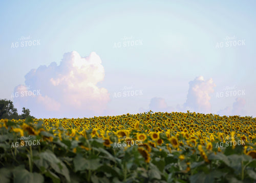 Sunflowers 160168