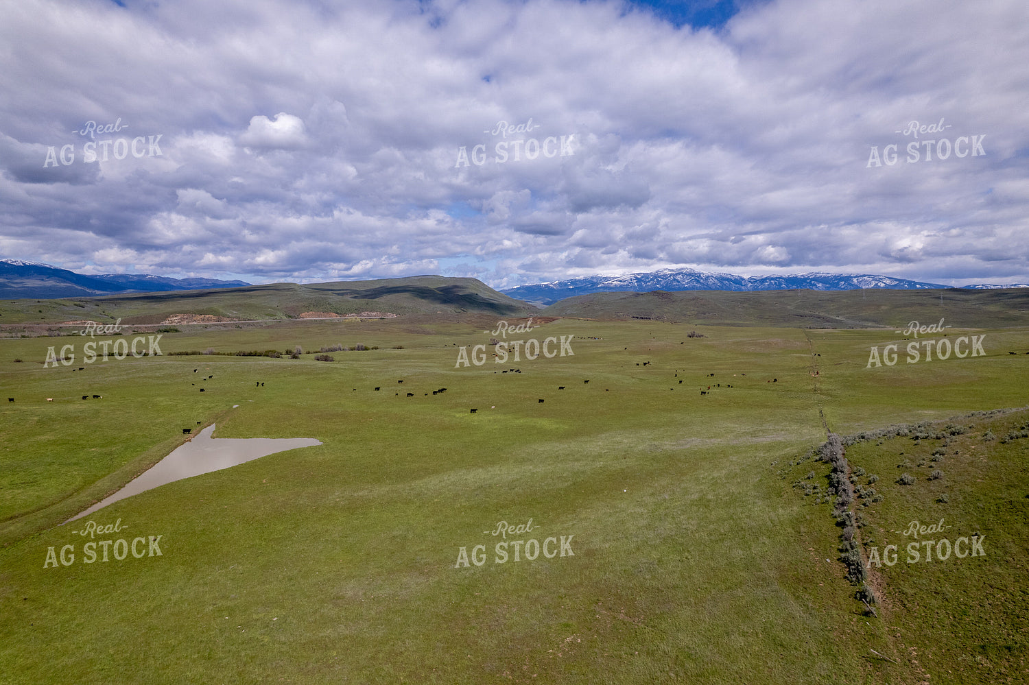 Aerial of Cattle on Pasture 65741