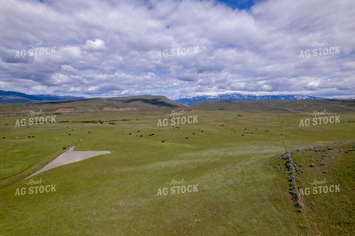 Aerial of Cattle on Pasture 65741