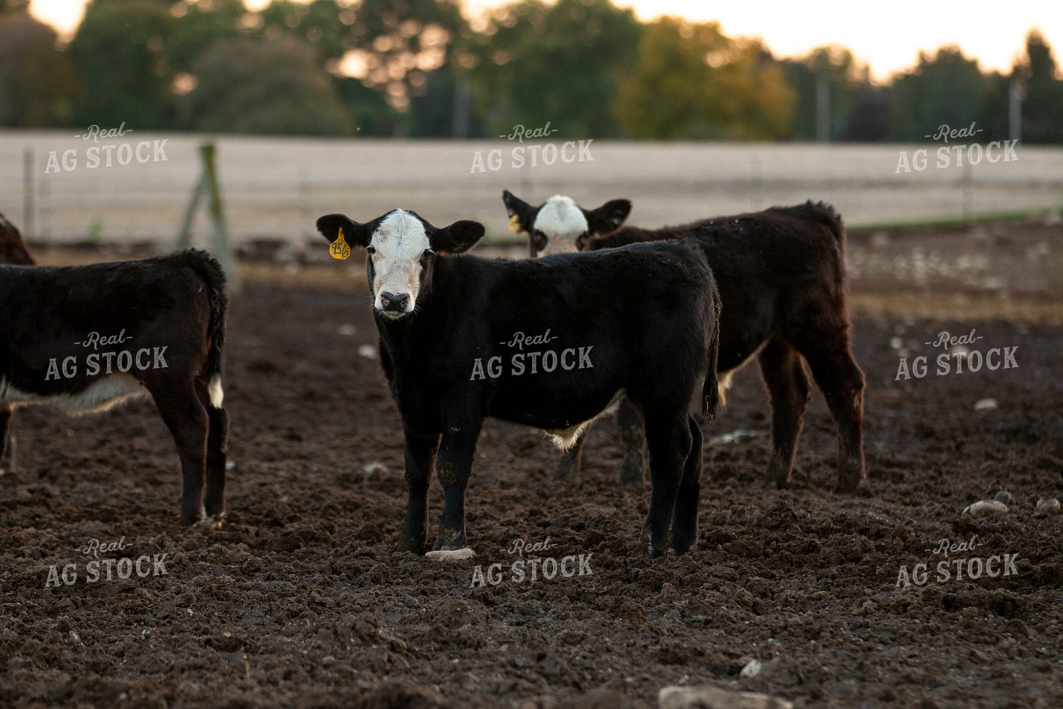 Black Baldy Calves 157246