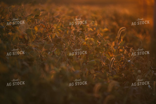 Golden Hour Soybean Plants and Pods 4759