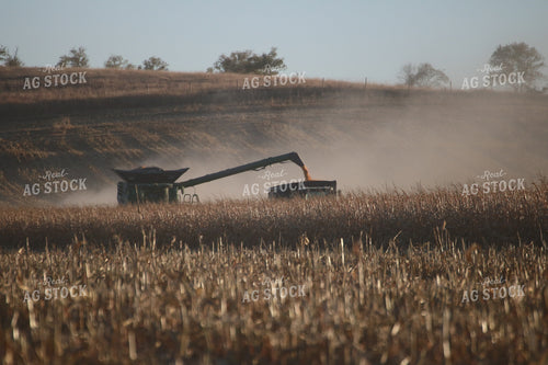Corn Harvest 82104
