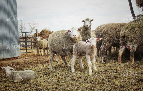 Sheep 141220