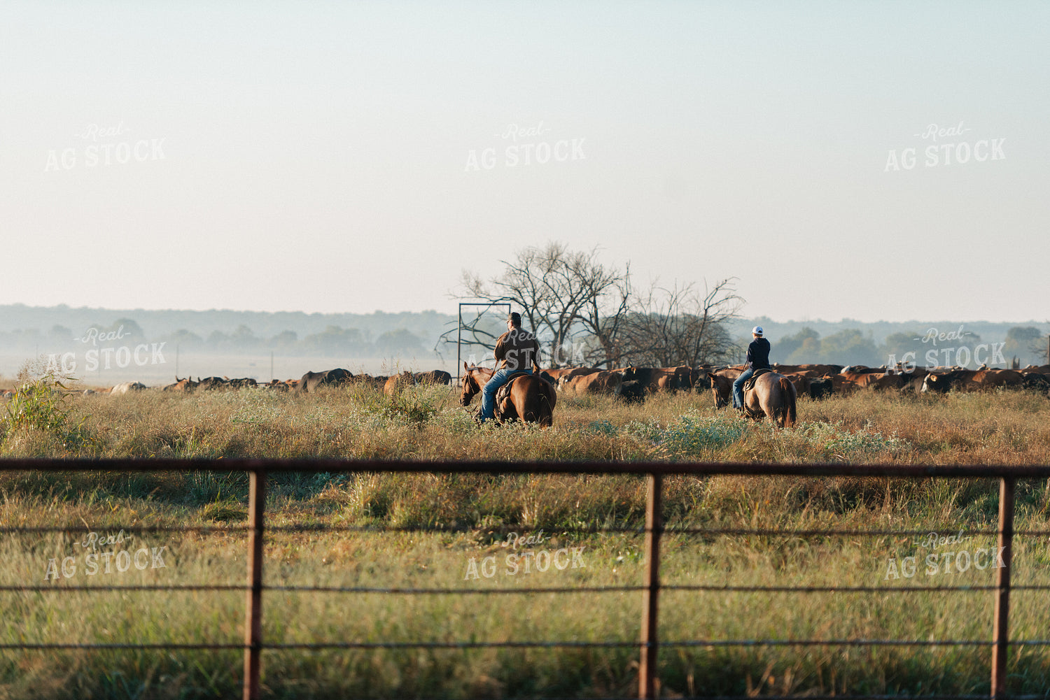 Ranchers on Horseback Moving Cattle 301064