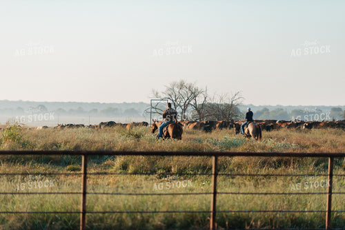 Ranchers on Horseback Moving Cattle 301064