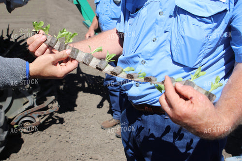 Planting Artichokes 102124