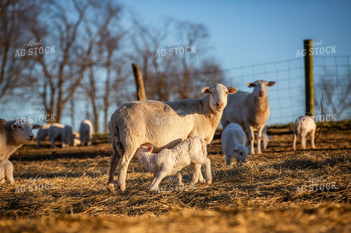 Sheep 270263