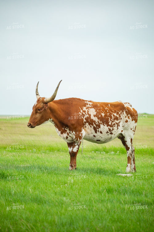 Cattle on Pasture 155630