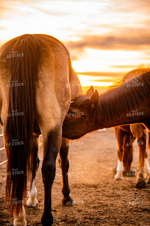 Horses 299186