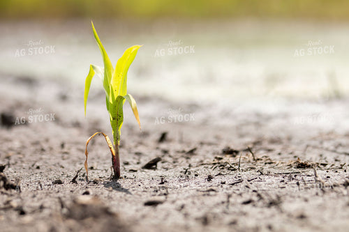 Drowned Corn Plant 157191