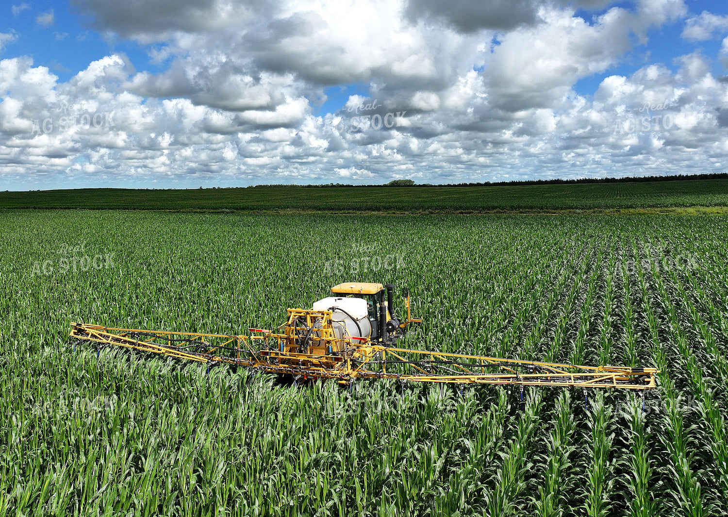 Y Dropping Corn 141355