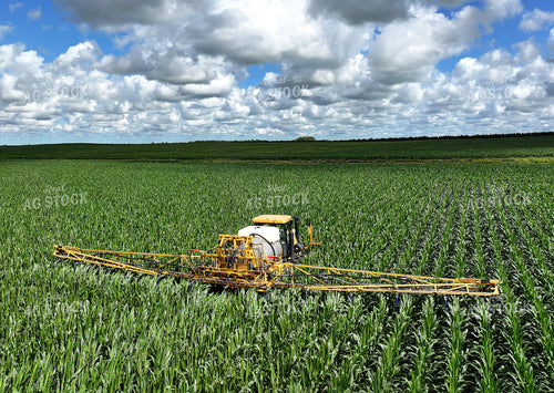 Y Dropping Corn 141355