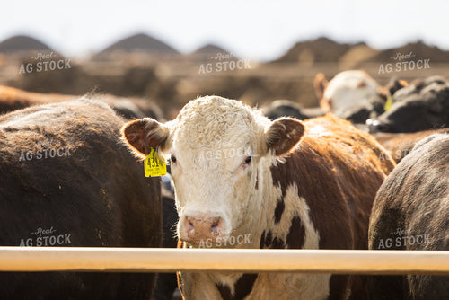Cattle at Feedyard 99027