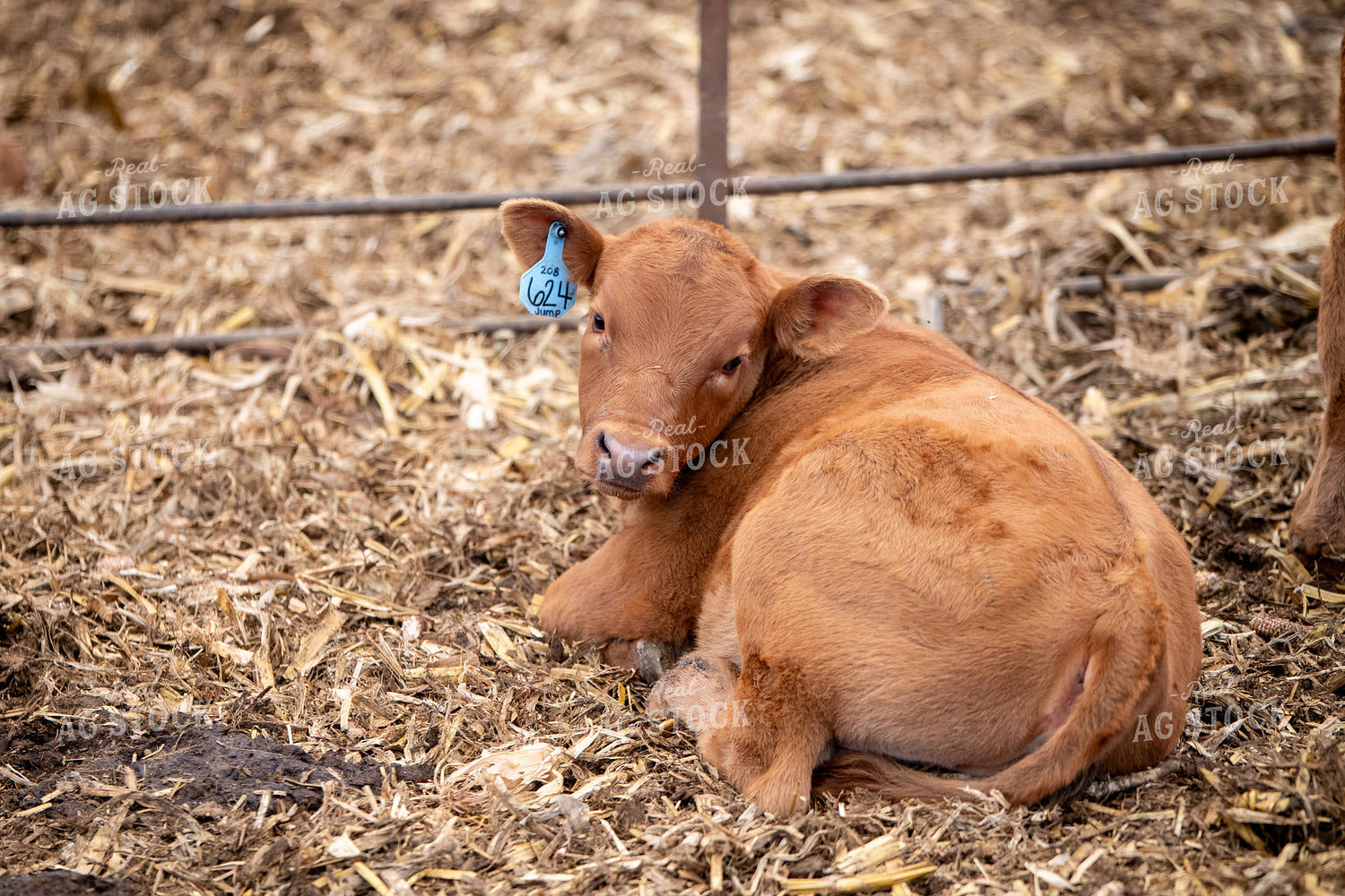 Red Angus Calf 193095