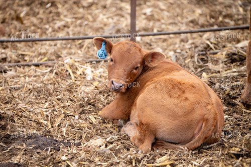 Red Angus Calf 193095