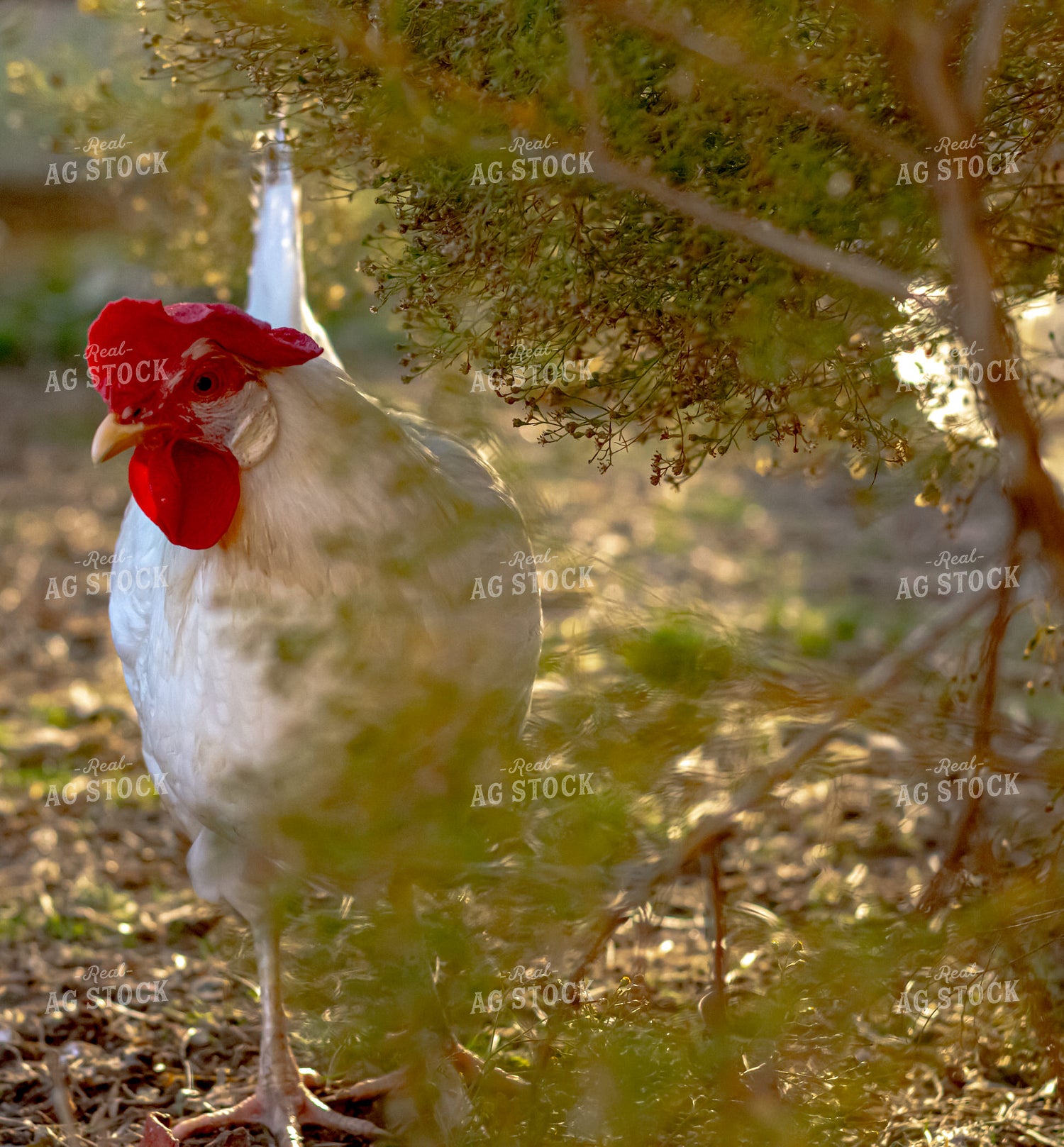 Chicken 283019