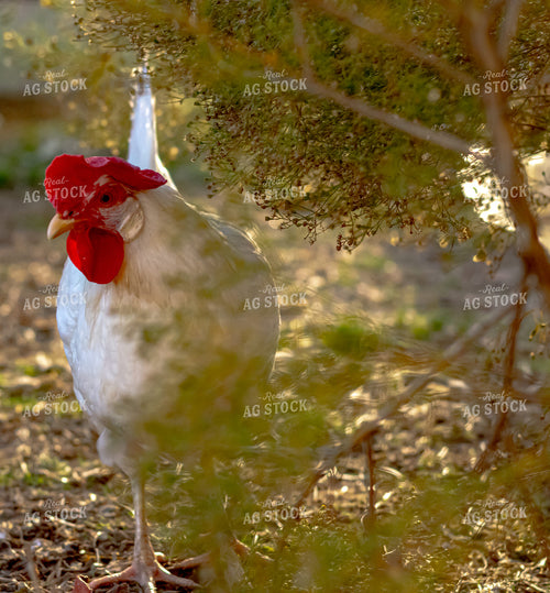 Chicken 283019