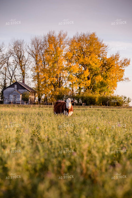Hereford Cattle on Pasture 81163