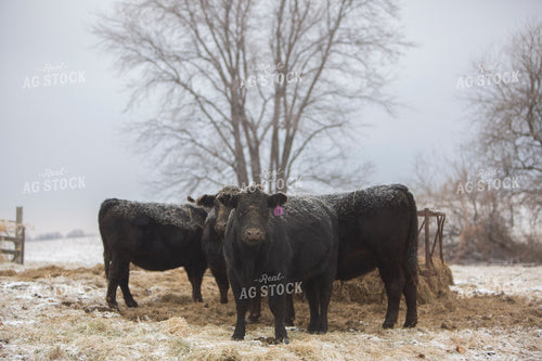 Cattle 1649