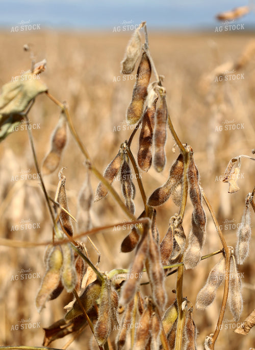 Dried Soybeans in Field 141803