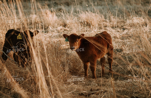 Calves in Pasture 77218