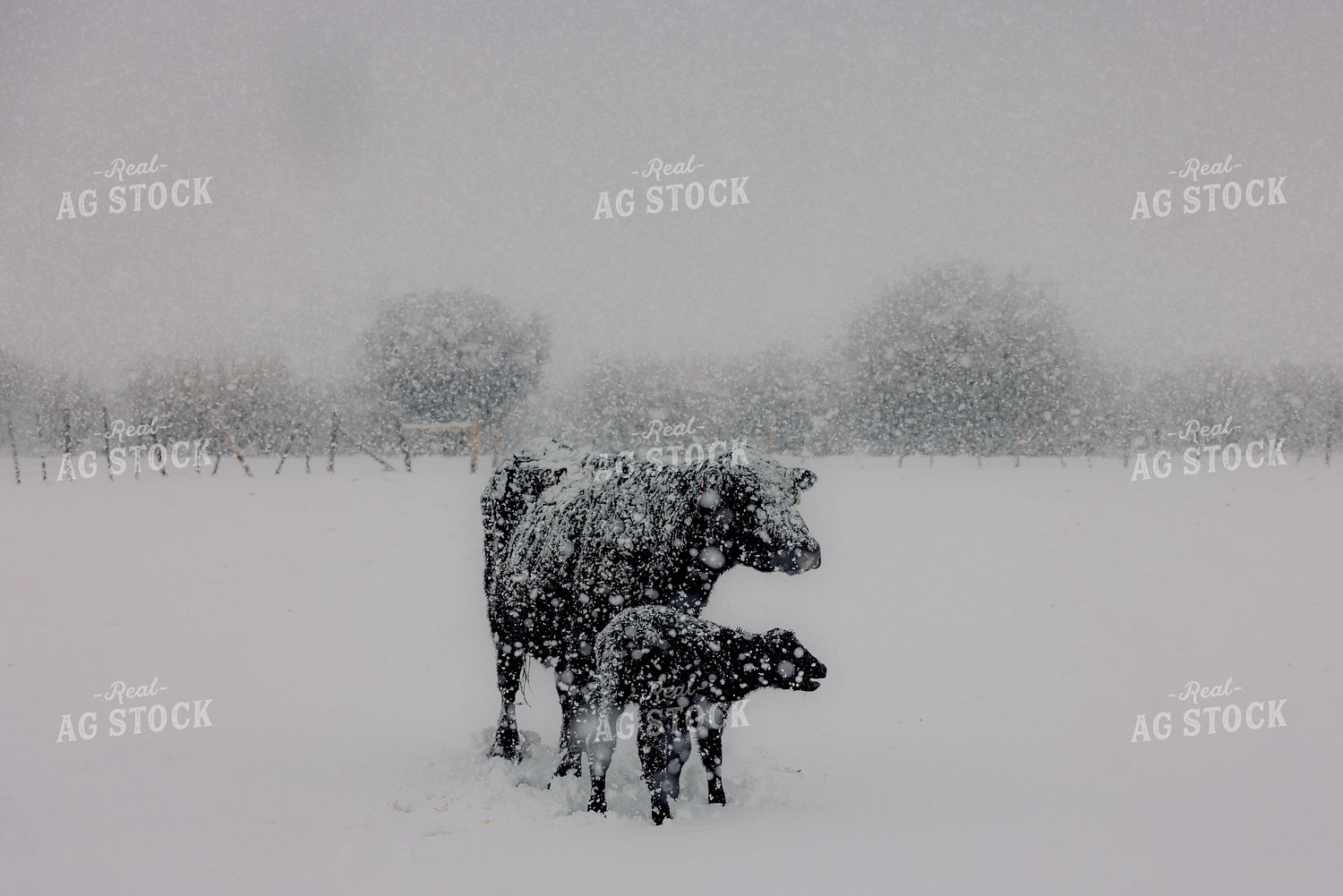 Cow Calf Pair in the Snow 304028